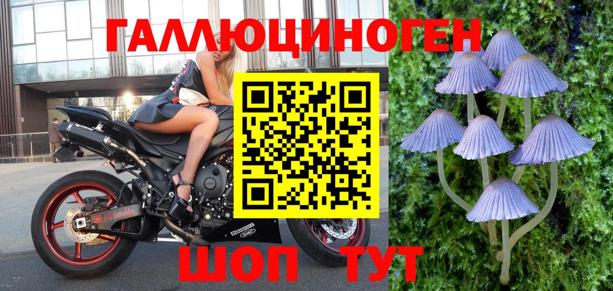 Галлюциногенные грибы Psilocybe Подольск